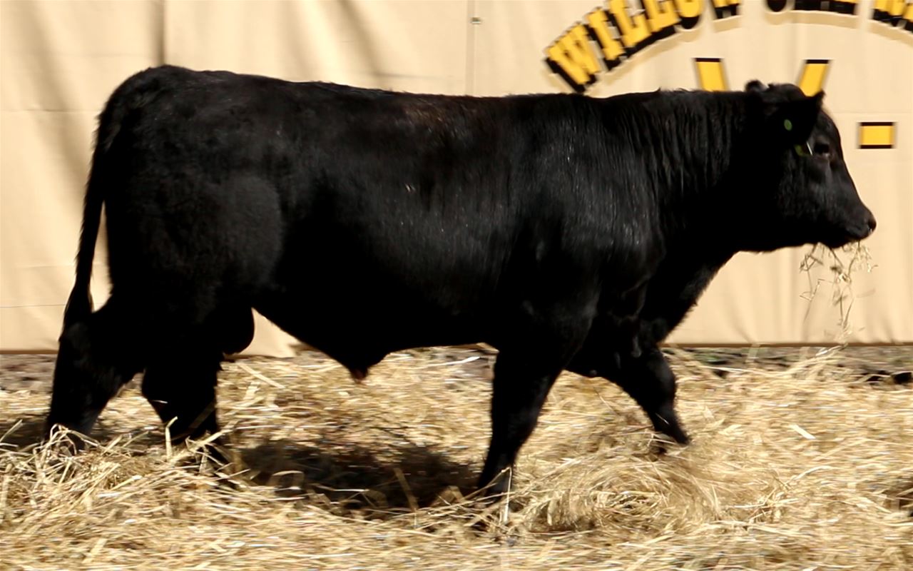 Best Black Bulls